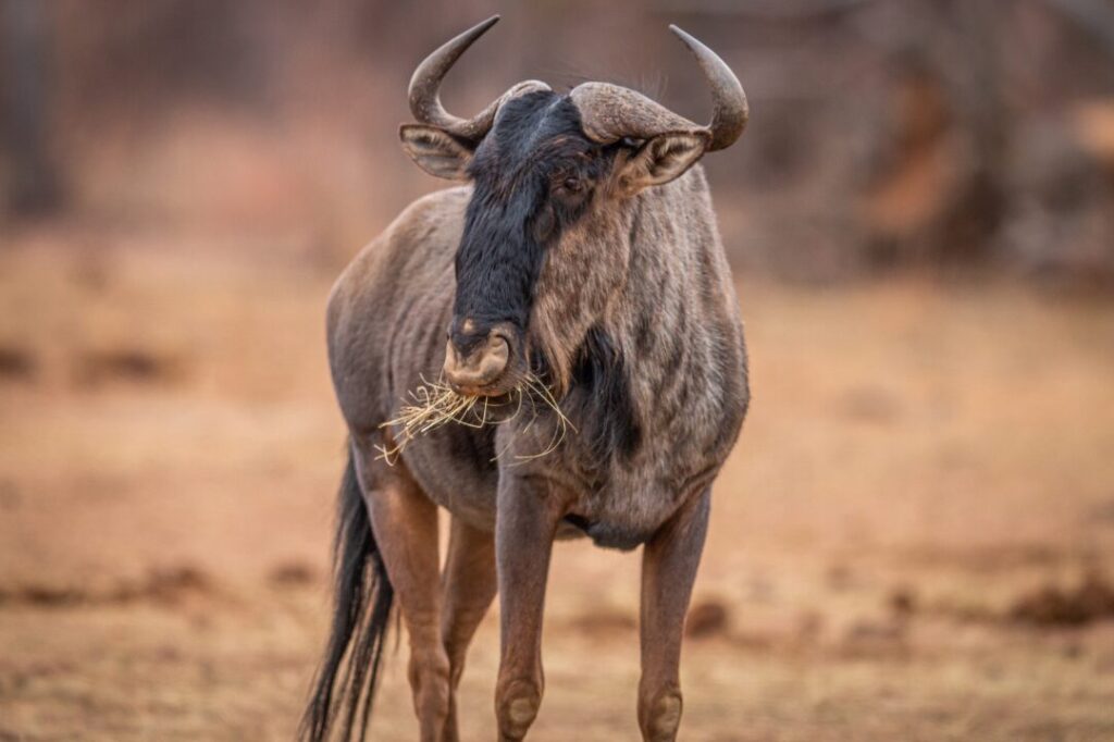 Blue wildebeest standing in the grass and eating