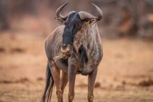 Blue wildebeest standing in the grass and eating