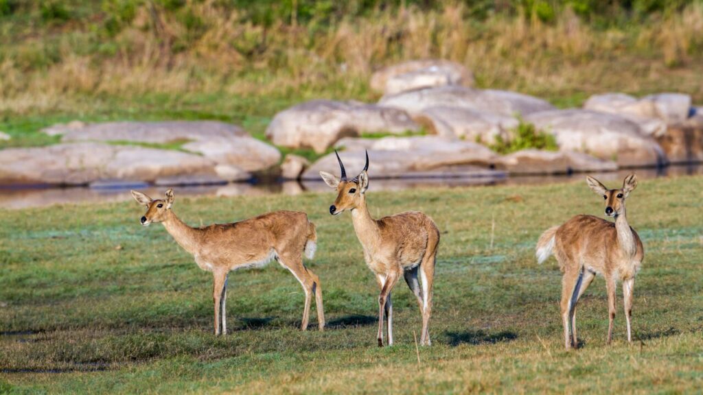Bohor reedbuck in Kruger National park, South Africa