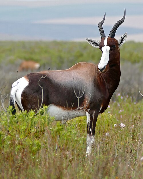 Bontebok 1