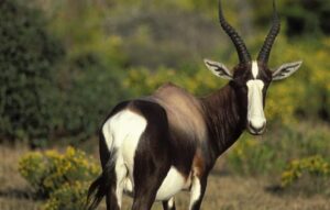 Bontebok 2