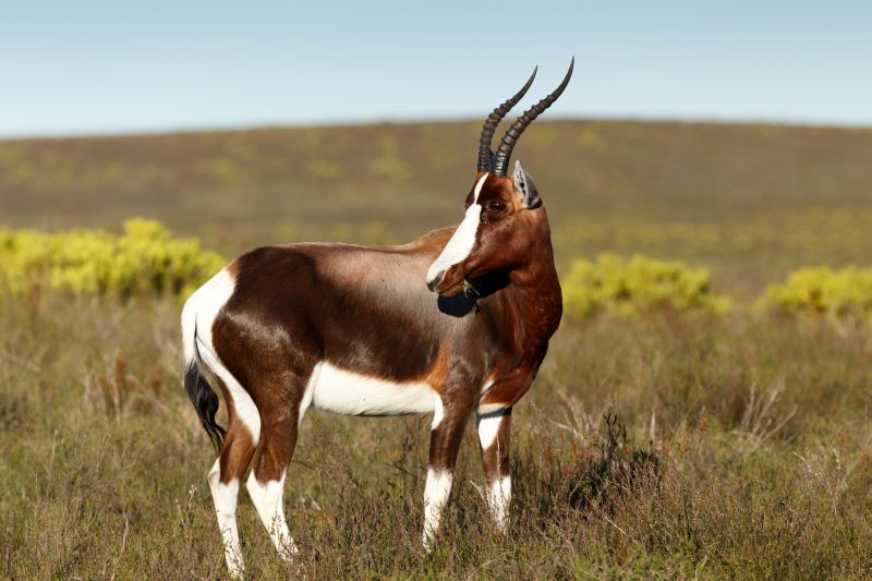 Bontebok 3