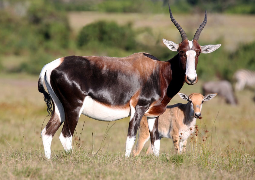 Bontebok 4
