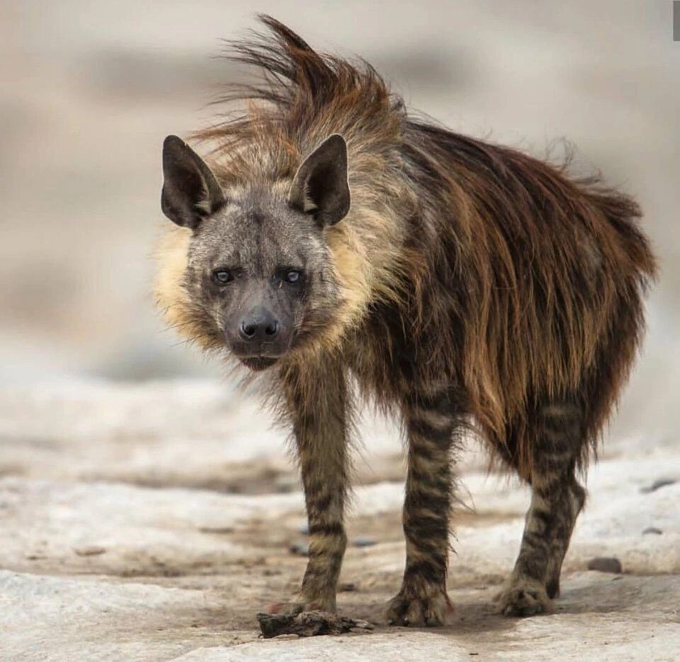 Brown Hyena 1