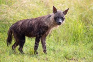 Brown Hyena 2
