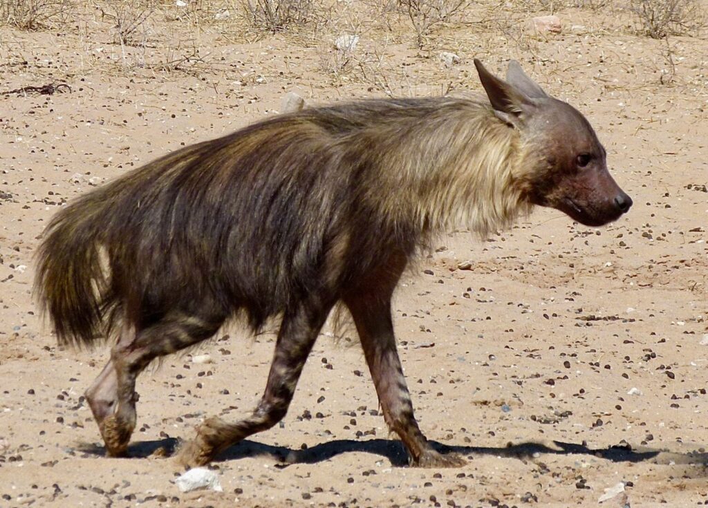 Brown Hyena 3
