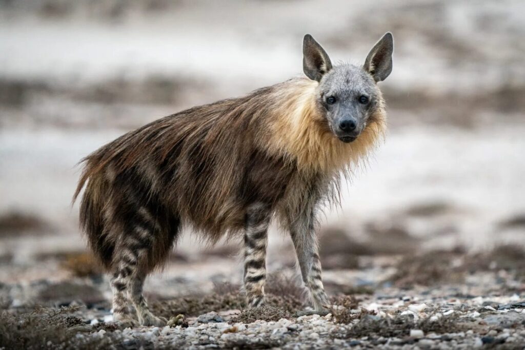 Brown Hyena 4
