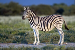 Burchell’s Zebra 1