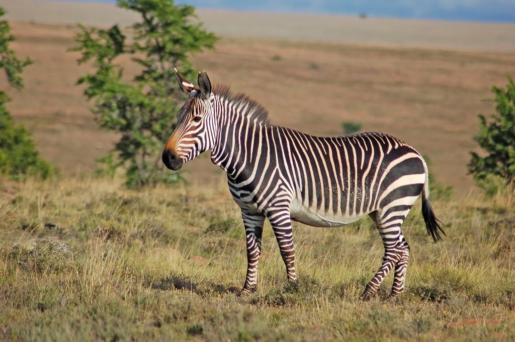 Burchell’s Zebra 2