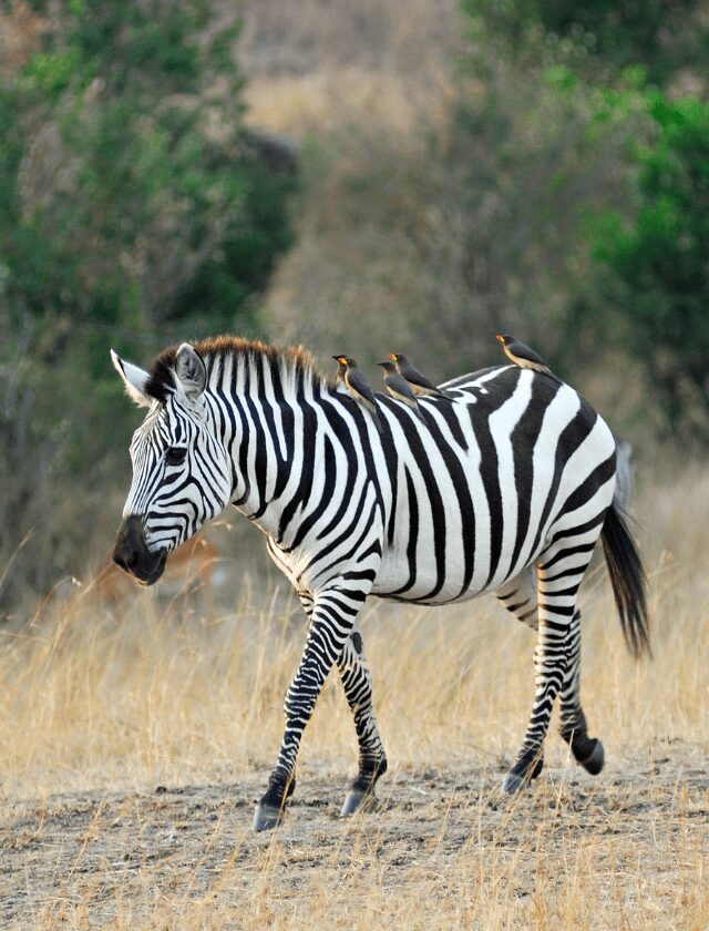 Burchell’s Zebra 3