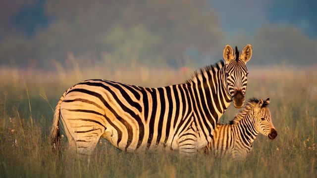 Burchell’s Zebra 4