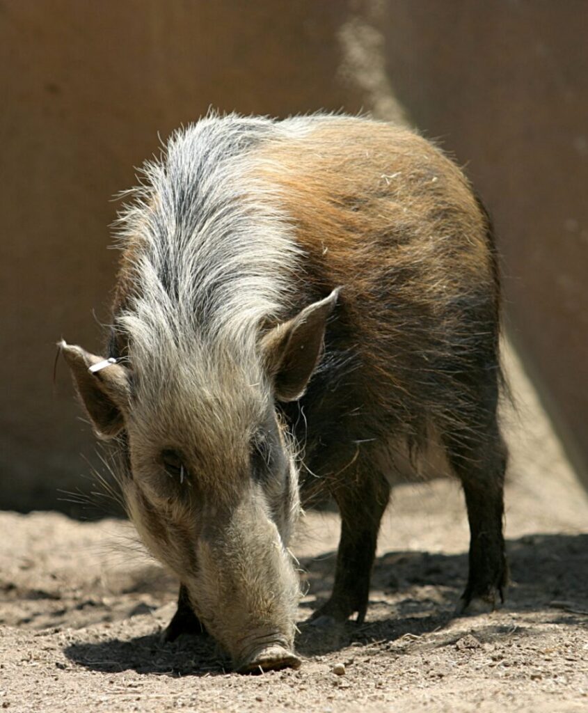 Bushpig 1