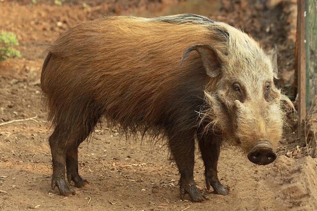 Bushpig 2