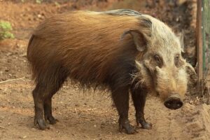 Bushpig 2