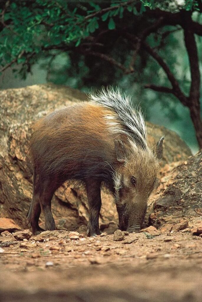Bushpig 3
