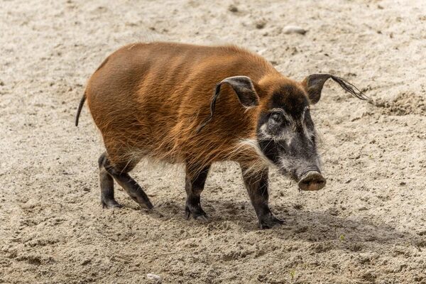 Bushpig 4