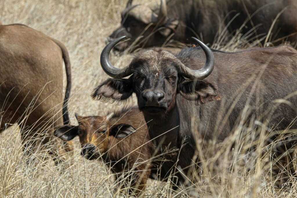 Cape Buffalo Herd in South African Grasslands