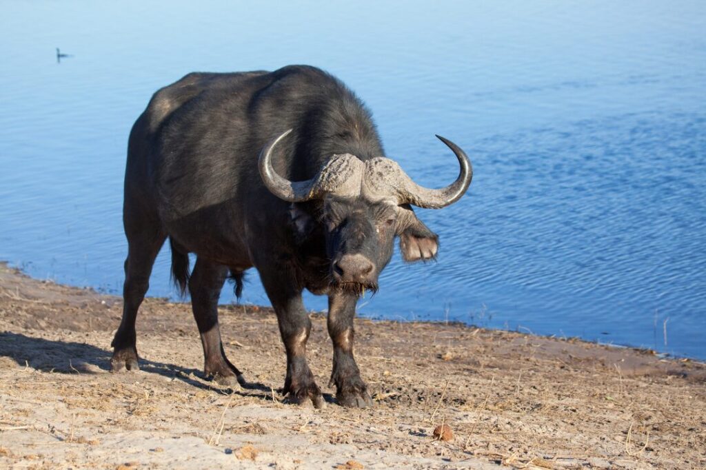 Cape Buffalo Kaapse Buffel 1