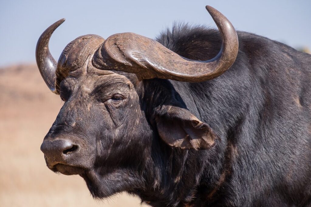 Cape Buffalo Kaapse Buffel 2