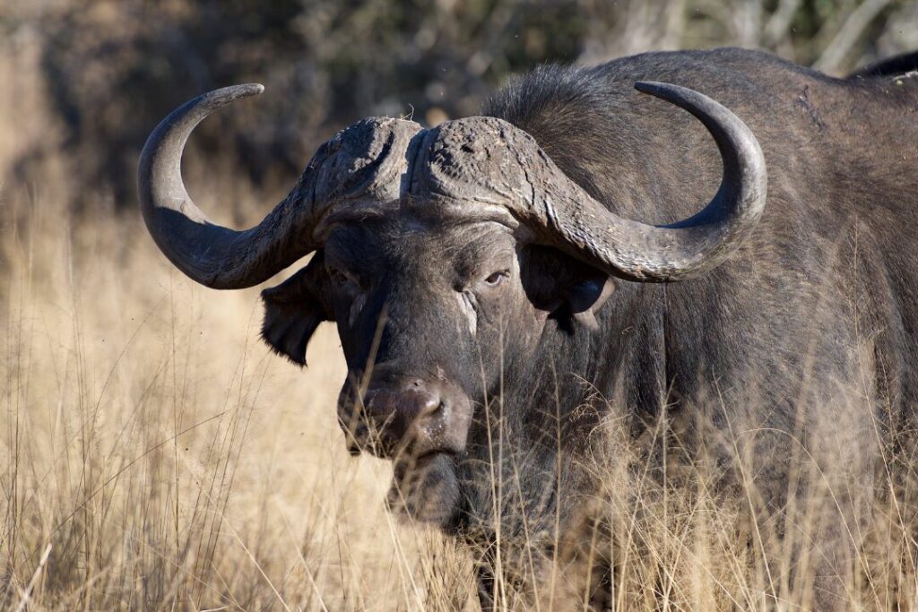 Cape Buffalo Kaapse Buffel 3