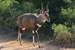 Cape Bushbuck 1