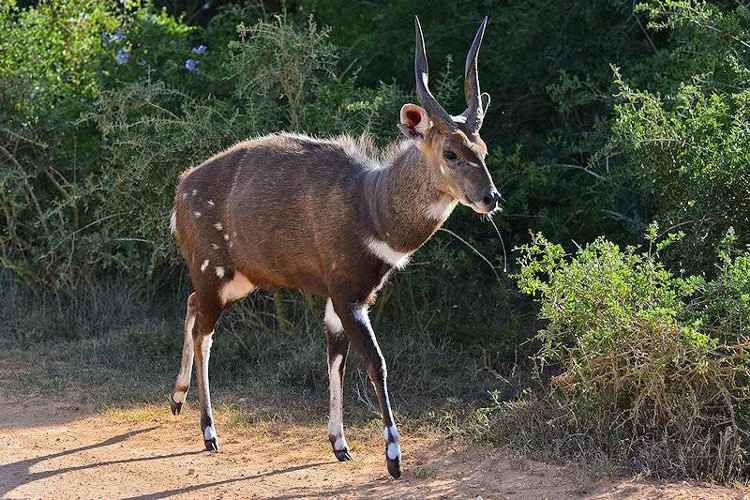 Cape Bushbuck 1