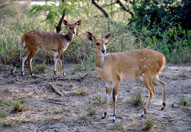 Cape Bushbuck 2