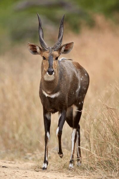 Cape Bushbuck 3