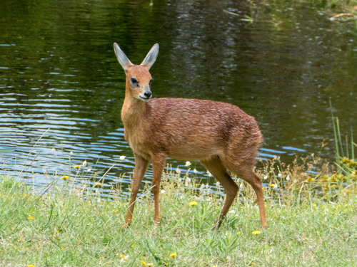 Cape Grysbok 1