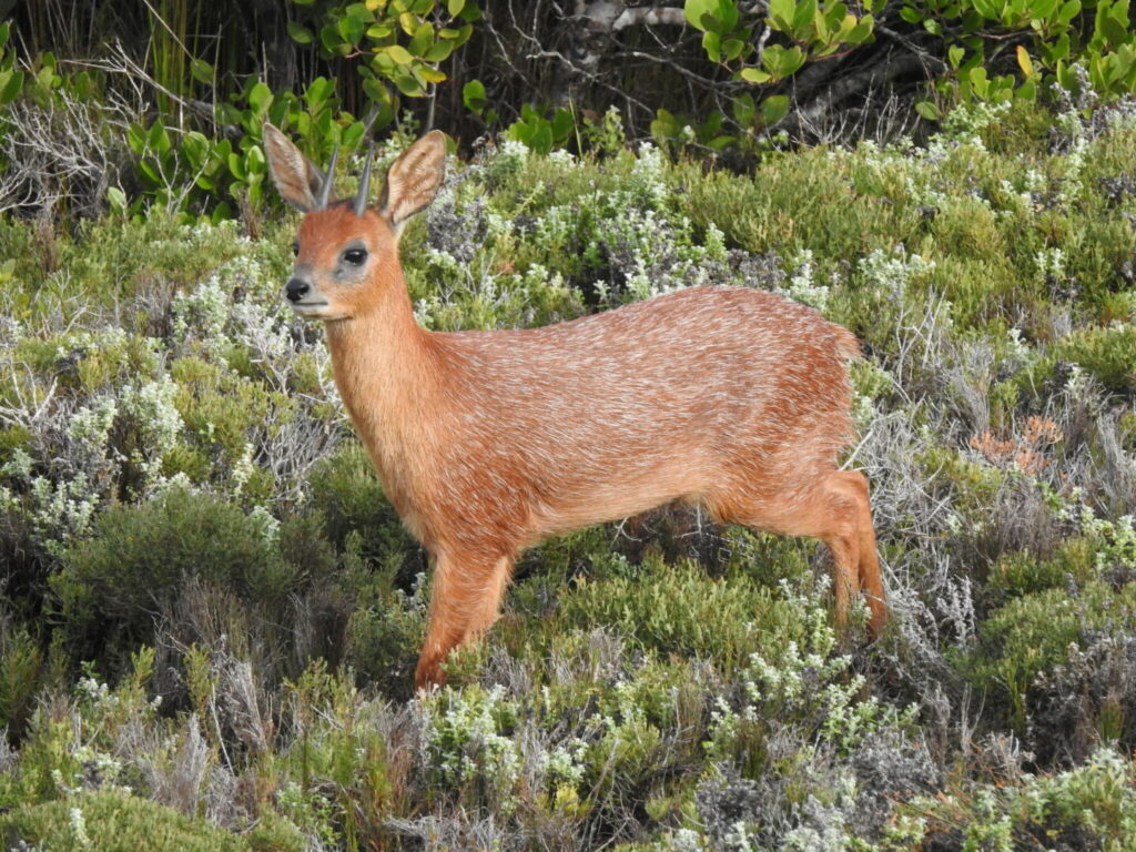 Cape Grysbok 2