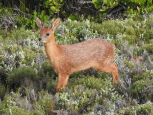 Cape Grysbok 2