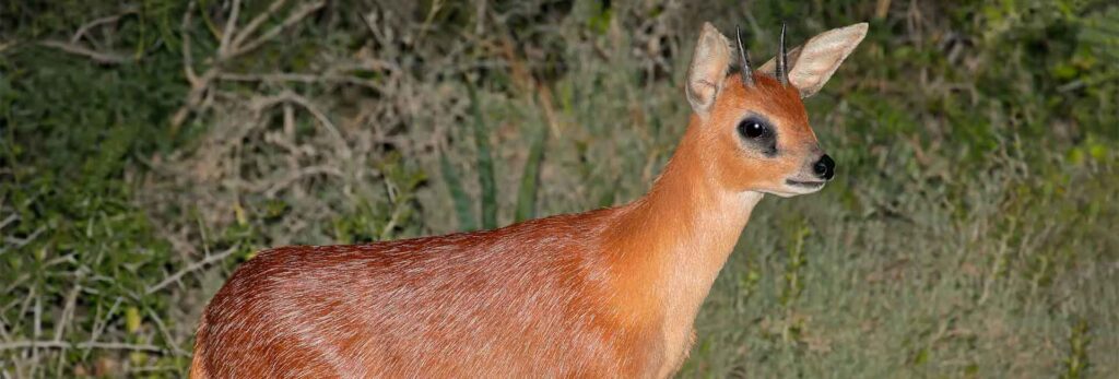 Cape Grysbok 3