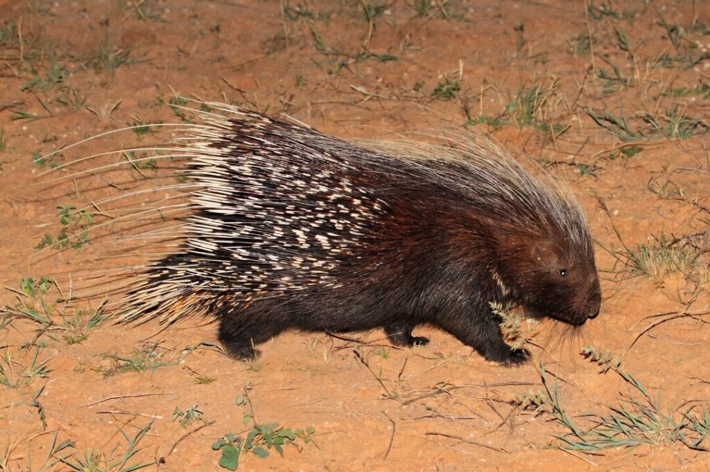 Cape Porcupine 1