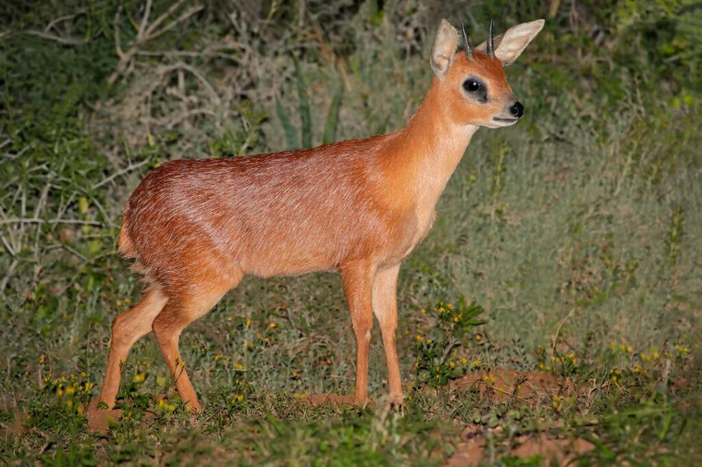 Cape grysbok antelope