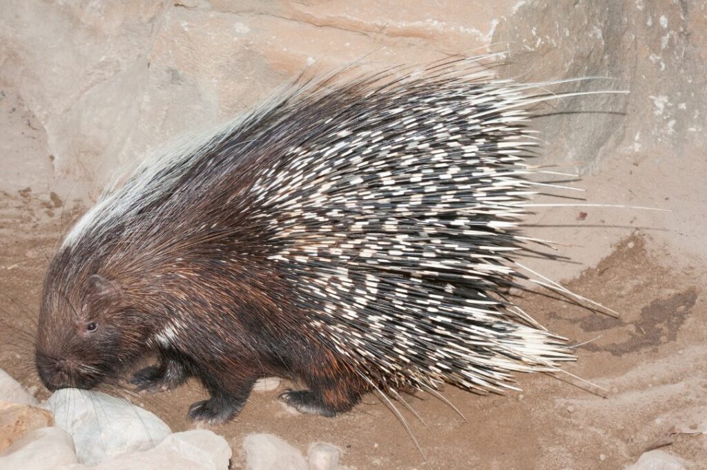 Cape porcupine 2