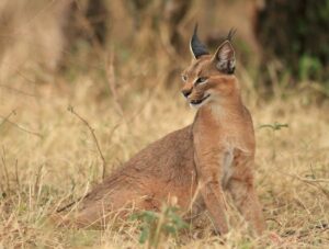 Caracal