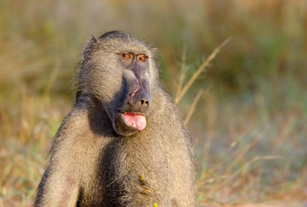 Chacma Baboon South Africa