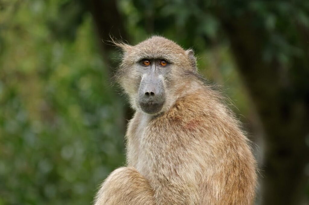 Chacma baboon portrait, South Africa