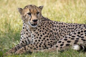 Cheetah Relaxing in Kenyan Grasslands