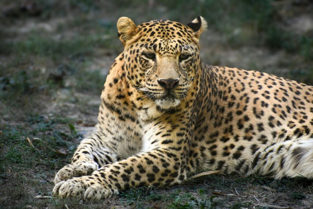 Close up of a Leopard Resting Outdoors