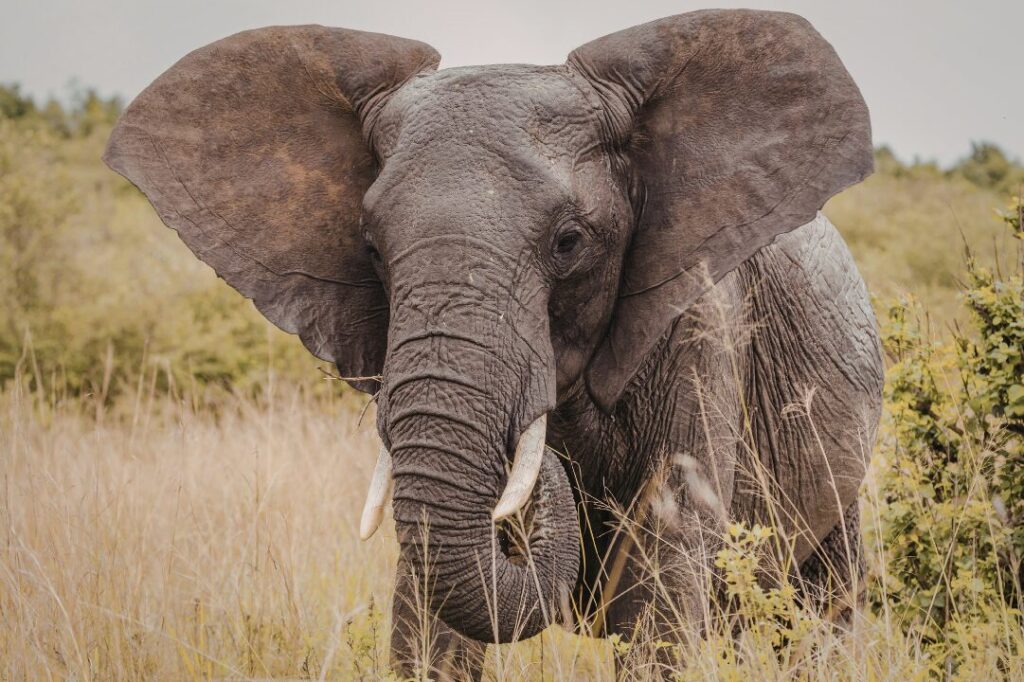 Close up of an african elephant with large ears in a grassy savanna