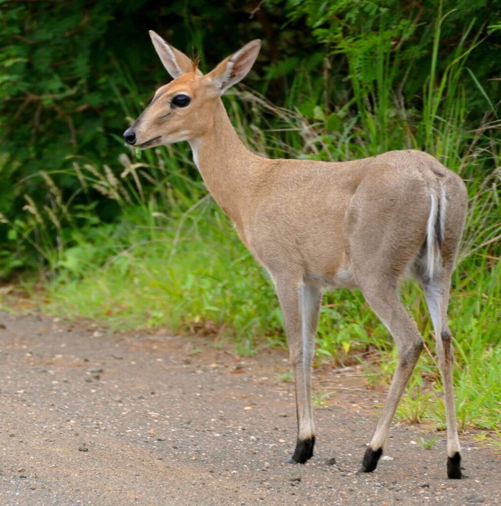 Common Duiker 1