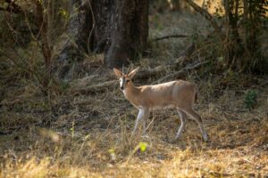 Common Duiker 2