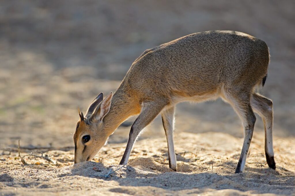 Common Duiker Eating on the Ground Portrait