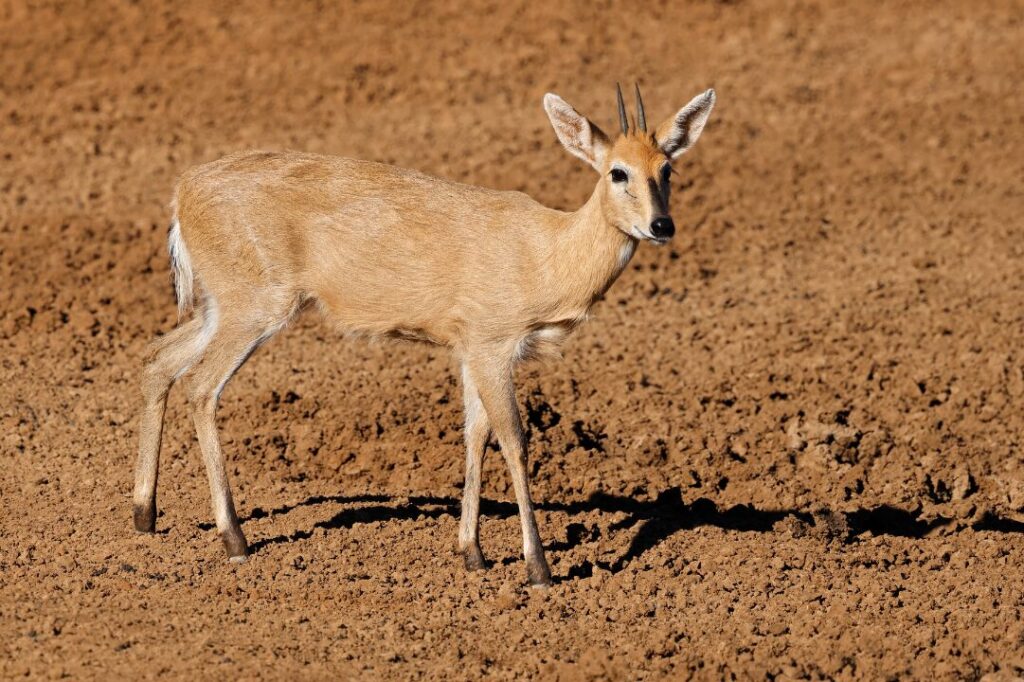 Common duiker antelope in natural habitat, South Africa