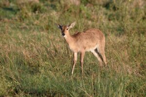 Common or Southern reedbuck, Redunca arundinum