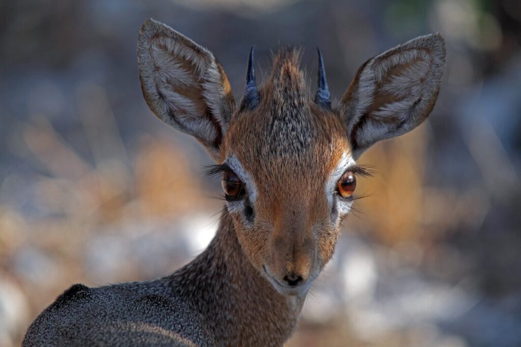 Dik Dik 1
