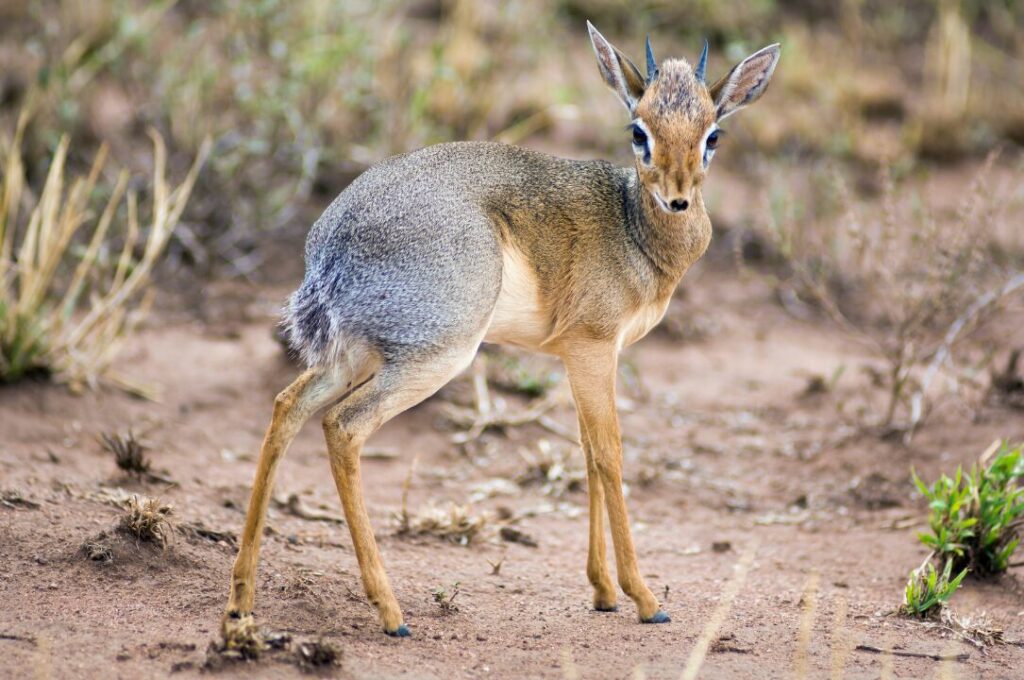 Dik Dik 2