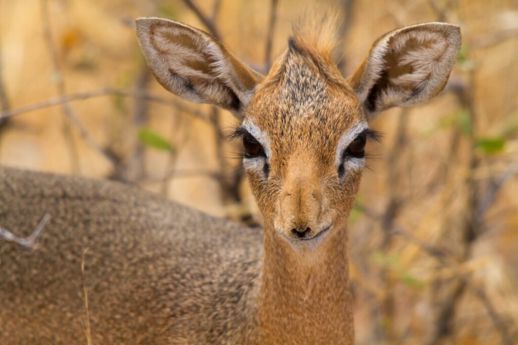 Dik Dik 3