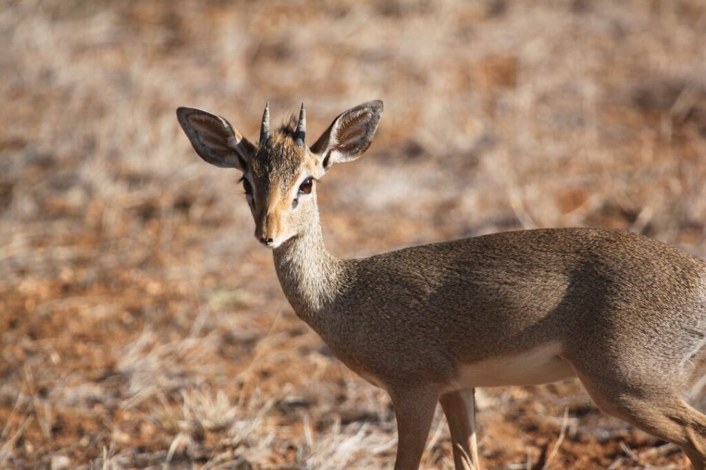 Dik Dik 4